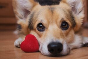 Dog with toy heart