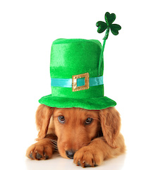 An Irish setter puppy wearing a St Patricks day hat.